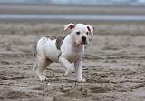 BOULEDOGUE AMERICAIN 133